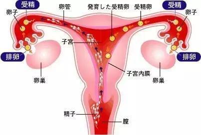 女儿成长