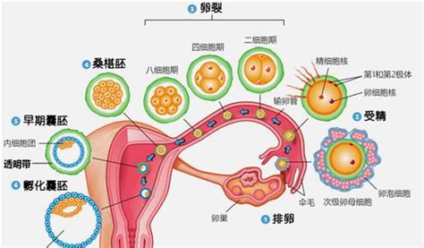 月经期间