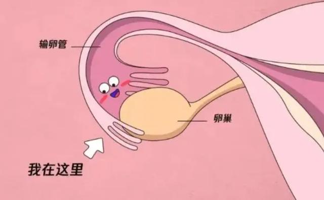 试管胚胎着床条件