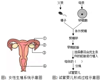 离婚债务
